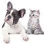 Animali Domestici Toeletta
