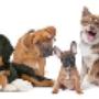 Varie Razze Canine