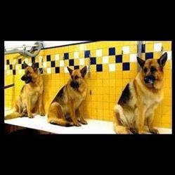 Toelettatura Mondo Cane