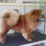Cane Chou Chou