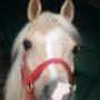 Cavallo