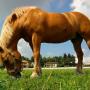 Pony