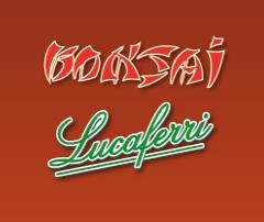 Bonsai Lucaferri