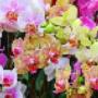 Horti di Veio - Fiori Colorati