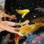 bambina gioca con le koi