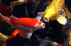 Koi Garden