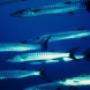 Barracuda
