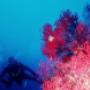 Gorgonie rosse