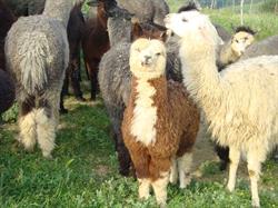 La Valle Degli Alpaca