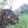 Pinus pinea