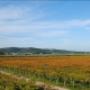 Vigneto Cantine Cimaglia - Vieste