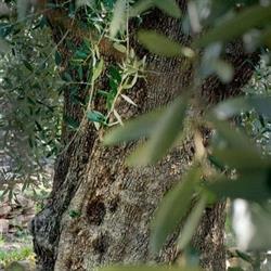 tenuta molino dei giusi