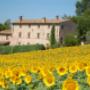 Casale Dei Frontini girasoli