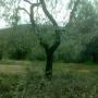 Uliveto 2