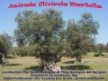 Azienda Agricola Olivicola Martella-Tozzi