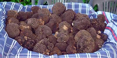 Tartufi-Freschi
