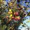 Le nostre Olive...come ciliege!