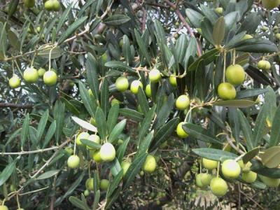 Le-nostre-Olive