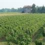 Vigneti