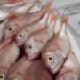 Ristorante I Promessi Sposi - Pesce di Lago