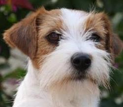 Allevamento Jack Russell Terrier Granlasco