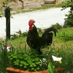 Agriturismo Il Gallo Nero Di Guerra Giovanni