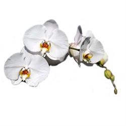 Orchidea