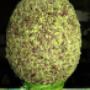 uovo pasquale granellato al pistacchio