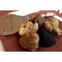 Tartufo