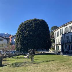 Trattoria La Vecchia Magnolia