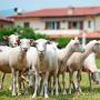 Fattoria Didattica