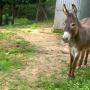 Animali Ca' del Bosco