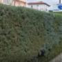 Quo Vadis