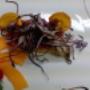 Le Nasse - Ristorante Pesce al Cartoccio