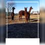 Alpaca del Podere