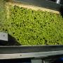 lavaggio olive