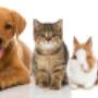 Ambulatorio Veterinario Associato del Cristo - Cane Gatto Coniglio