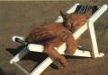 FERIE ESTIVE