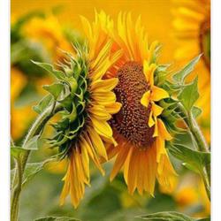 Centro Estetica Abbronzatura Girasole