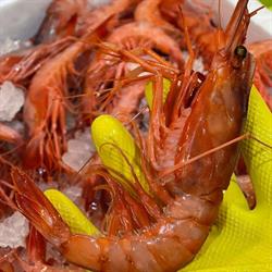 Pescheria Il Gambero Di De Lucia Giovanni