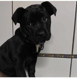 Zoomarket pet shop & toelettatura