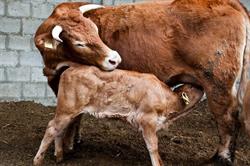 Az. Agr. Biodinamica Il Serraglio S.S. Di Mazzanti Marco E Smai Renz