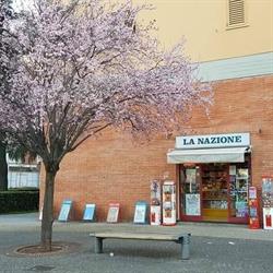 EDICOLA VIOLA DI SORU S.