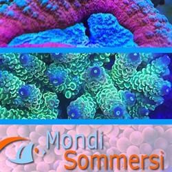 Mondi Sommersi