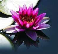 Lotus Di La Zazzera Eliana