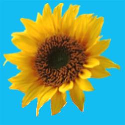 Il Girasole Societa Cooperativa Sociale Onlus