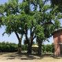Azienda Agricola Punto Verde