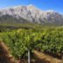 Cantina Oliena - Vigne