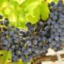 Cantina Oliena - Uva
