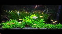 Fish And Pet di Giovanna Magario